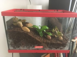 Terrarium de face, [Blog] Les Harpegnathos venator de Deucalion
