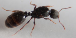 (Tetramorium), [Tetramorium sp.] Temnothorax ?