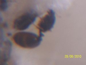 ??, [Solenopsis] Pheidole ou Solenopsis ?
