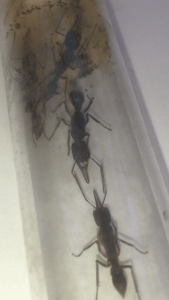 Harpegnathos venator, [Blog] Les Harpegnathos venator de Deucalion