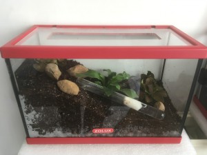 Harpegnathos venator - Terrarium + tube, [Blog] Les Harpegnathos venator de Deucalion