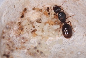 Gyne, ouvrières et couvain Pheidole pallidula, **Fin**[Blog] Les Pheidole pallidula d'Heydax
