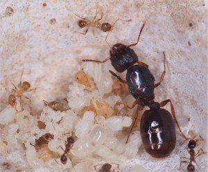 Zoom sur la gyne Pheidole pallidula, **Fin**[Blog] Les Pheidole pallidula d'Heydax