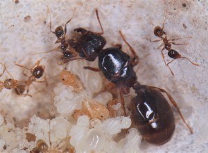 La reine Pheidole pallidula qui se fait chouchouter, **Fin**[Blog] Les Pheidole pallidula d'Heydax