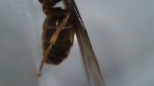 Vue du gastre, [Lasius sp.] Identification d'une sexuée suisse