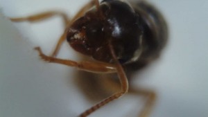 Vue de face, [Lasius sp.] Identification d'une sexuée suisse
