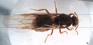 Taille thorax et tête, [Lasius sp.] Identification d'une sexuée suisse