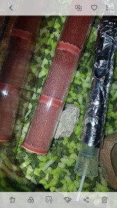 Nourissage, Premières naissances