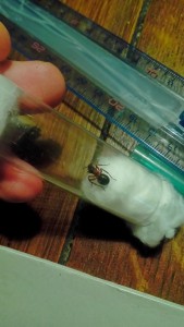 Vu de dessus, [Formica sensu stricto] Identification de gyne