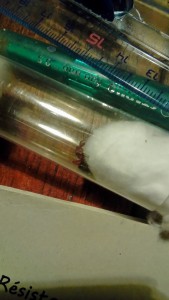 Profil, [Formica sensu stricto] Identification de gyne