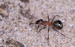 Ouvrière Formica rufa à l'affut, Les fourmis de la forêt de Fontainebleau (77)