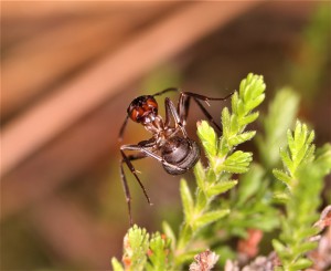 Formica s.s en position de tir, Les fourmis de la forêt de Fontainebleau (77)