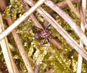 Formica s.s en position de tir 2, Les fourmis de la forêt de Fontainebleau (77)