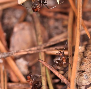 Nous étions cernés !, Les fourmis de la forêt de Fontainebleau (77)