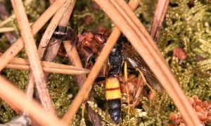 Formica s.s ramenant une proie au nid, Les fourmis de la forêt de Fontainebleau (77)