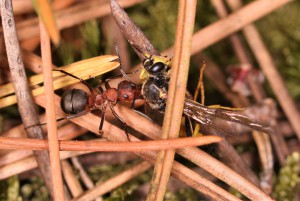 Nid qui était tout de même assez loin..., Les fourmis de la forêt de Fontainebleau (77)