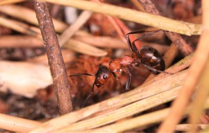 Ouvrière Formica s.s, Les fourmis de la forêt de Fontainebleau (77)
