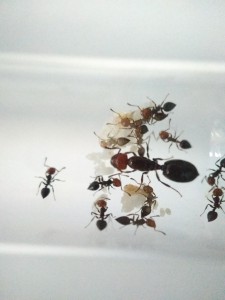 La majeure partie de ma fondation de Crematogaster scutellaris., Suivi de mes fondations et futures colonies