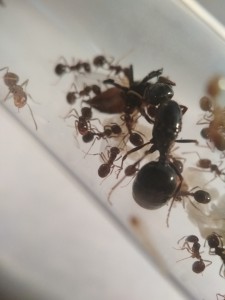 La gyne Messor wasmanni dévorant une mouche avec ses ouvrières. Un bel imago à gauche !, 