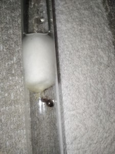 Cocons L.emarginatus, Les Fondations de Firewill