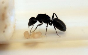 profil, [Camponotus vagus] Gyne trouvée en démontant une cabane
