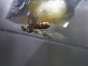 Gyne à identifier., [Lasius sp.] Qui c'est ? Lasius ?