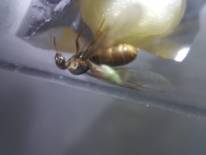 Gyne à identifier., [Lasius sp.] Qui c'est ? Lasius ?