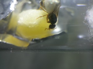 Gyne à identifier., [Lasius sp.] Qui c'est ? Lasius ?