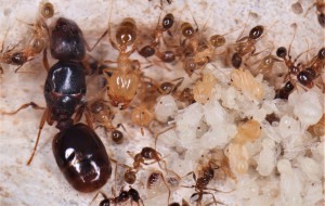 Ensemble de ma fondation Pheidole pallidula, **Fin**[Blog] Les Pheidole pallidula d'Heydax