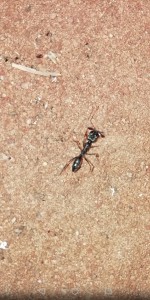 1ère photo 1ère espèce, Fourmis togolaises et beninoises diverses et variées