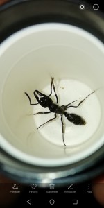 3e espèce, Fourmis togolaises et beninoises diverses et variées