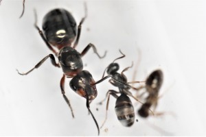 La gyne Formica lugubris vue à travers le tube à essai, Mes colonies et expérimentations