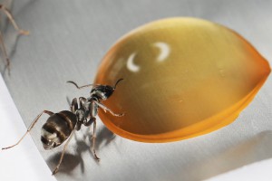 Miam miam, Mes colonies et expérimentations