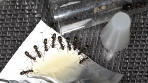 Toutes (ou presque) à table., Mes colonies et expérimentations