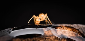 Camponotus turkestanus 2, Liste du matériel photographique utilisé, par membre du forum