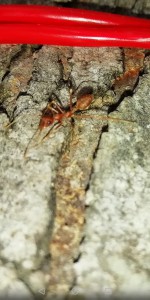 Fourmis que j'ai vues uniquement sur des arbres., Fourmis togolaises et beninoises diverses et variées