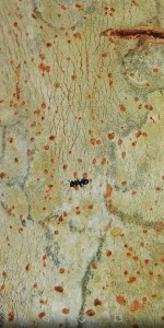 Encore une qui me semble lignicole., Fourmis togolaises et beninoises diverses et variées