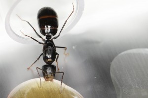 Forelia la Camponotus foreli, [Blog] Les Camponotus foreli eaubonnaises