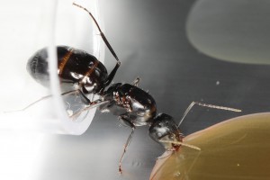 Forelia - profil gauche, [Blog] Les Camponotus foreli eaubonnaises