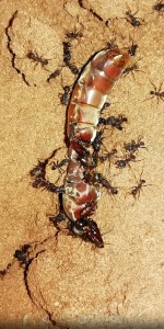 D'après moi des Pheilodes et une reine Magnan mais pas sur, 