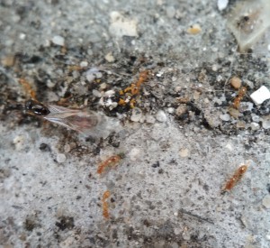 Sexués et ouvrières., [Solenopsis sp.] Identification essaimage en cours chez moi. Minuscules fourmis jaunes.