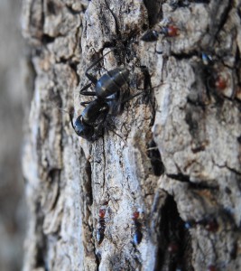 Observation, Attaque entre 2 fourmis