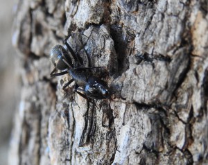 Défense, Attaque entre 2 fourmis