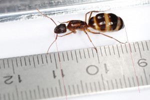 Pilicornia et ses presque 17 mm !, [Blog] Les Camponotus pilicornis eaubonnaises
