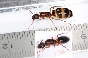 Photomontage pour comparer avec Pilicornie (gyne de 2010), [Blog] Les Camponotus pilicornis eaubonnaises