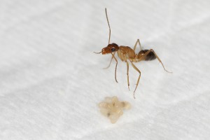 Ouvrière C. pilicornis gardant le couvain, [Blog] Les Camponotus pilicornis eaubonnaises