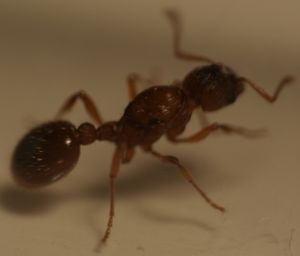 gyne_3, Myrmica, identification sp possible ?