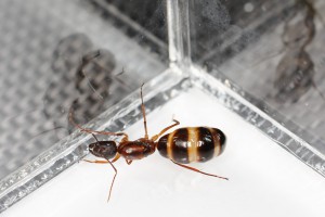 Gyne Camponotus pilicornis, [Blog] Les Camponotus pilicornis eaubonnaises