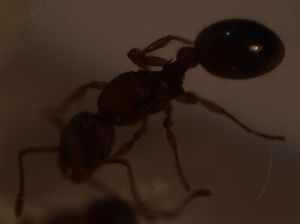 gyne_4, Myrmica, identification sp possible ?
