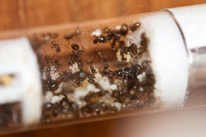 Messor barbarus 2 : soin du couvain (13 août 2018), [Blog] 4 colonies de Messor barbarus d'Hormigo